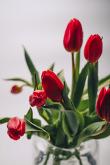 Red tulips in a transparent vase on white background with soft natural light. Minimal spring floral composition with fresh flowers, ideal for greeting cards, banners, or seasonal designs.
