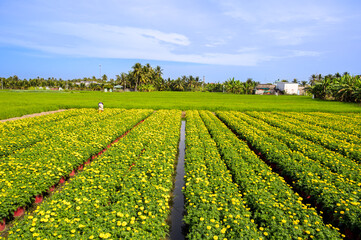 The landscape features fields of flowers in full bloom during the final days of the year in Tien Giang province, Vietnam.