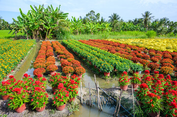 The landscape features fields of flowers in full bloom during the final days of the year in Tien Giang province, Vietnam.