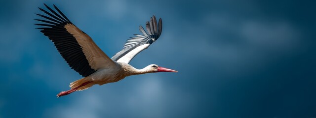 Fototapeta premium Majestic Bird Soaring Across a Vibrant Blue Sky with Extended Wings in Full Flight