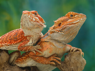 Obraz premium Two orange bearded dragons perch on a branch, looking alert with spiky scales and intense eyes against a soft green background. Truly stunning reptiles, 18 February 2026 Indonesia