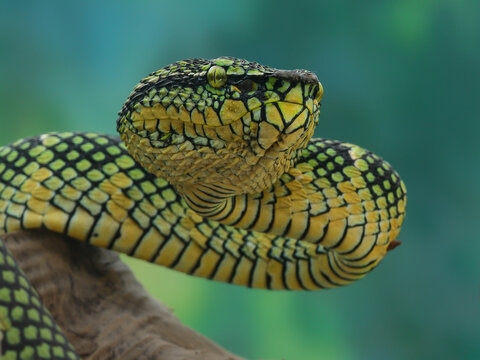 A Wagler pit viper with razor-sharp yellowish-green scales was circling the branch, staring down at it with its iconic yellow eyes. Exotic, 18 February 2026 Indonesia