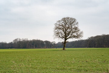 Obraz premium Bare tree standing alone in winter field, raesfeld landscape