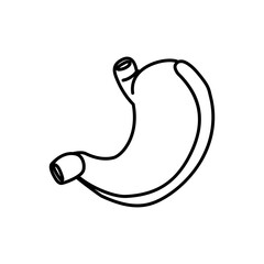 Human stomach line art vector illustration, a vital organ for digestion and overall health, depicted in a minimalist black outline style for medical and educational designs