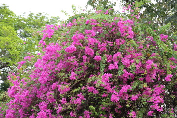 Obraz premium Bougainvillea or Paper flower has pink (Petals are paper-thin). Dark pink flowers blooming on stem. The bracts are heart-shaped.The bracts are often mistaken for flowers and white flower is stamens 