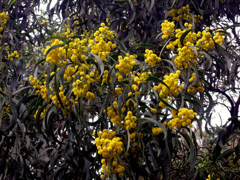 SAMSUNG DIGITAL CAMERA