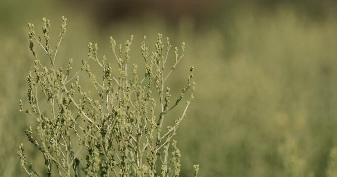 Garden orache (Atriplex hortensis) ripening in autumn on eco farm bed, seed-laden branches ready for harvest. Natural seasoning and food additive plant, organic agriculture concept.