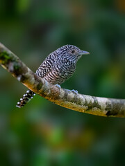 Male Bar-crested Antshrike Perched on Mossy Branch in Tropical Forest on Green Background