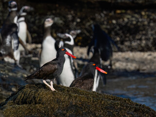 Pair of Blackish Oystercatchers on Rocky Shore with Penguins