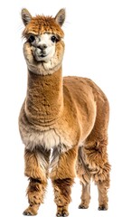 A fluffy, reddish-brown alpaca standing upright against a plain white background, looking directly at the viewer