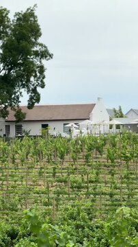 Vineyard, vertical 4K video of a beautiful view on the vineyards with green leaves and romantic old white house with thatched roof outdoor at daytime during summer in Paarl in the Cape Winelands in So