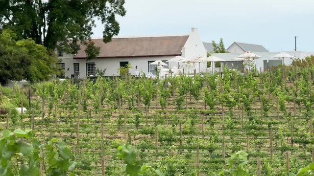 Vineyard, 4K video of a beautiful view on the vineyards with green leaves and romantic old white house with thatched roof outdoor at daytime during summer in Paarl in the Cape Winelands in South Afric