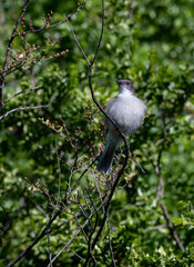 Obraz premium Fire-eyed Diucon Perched on Branch in Dense Green Foliage