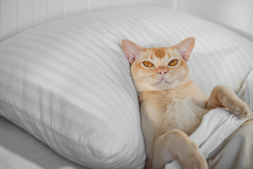 Cat lying on pillow