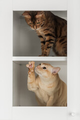 Bengal and Burmese cats cabinet