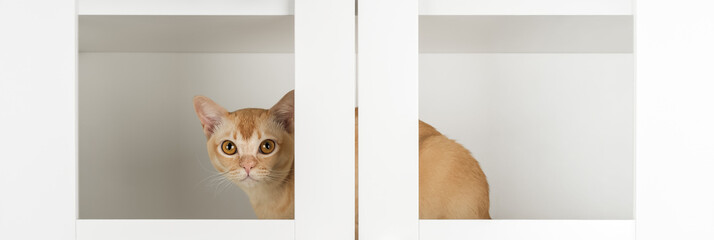 Burmese cat inside cabinet
