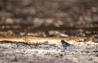 Warm twilight tones frame little ringed plover calmly beside shallow water