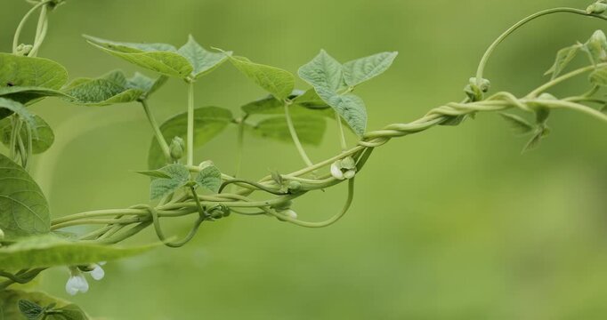 Climbing common bean shoot with blossom on green background. Legume crop in garden, eco and molecular healthy nutrition concept, organic vegetables growing on farm and sustainable food production.