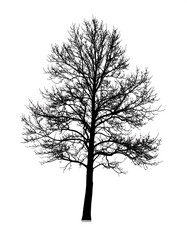 Bare tree silhouette, intricate branches against a white backdrop, stark contrast