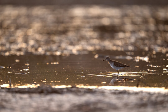 Wood sandpiper standing in wetland with backlit bokeh glow