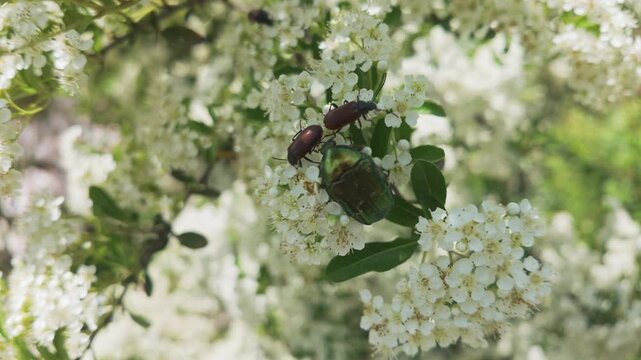 Close-up of Copper Chafer (Protaetia cuprea) and other bugs feed on the small white flowers of the blooming Scarlet Firethorn (Pyracantha coccinea).