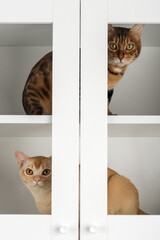 Bengal and Burmese cats cabinet