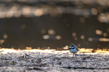 Dramatic rimlight highlights little ringed plover subtle plumage detail