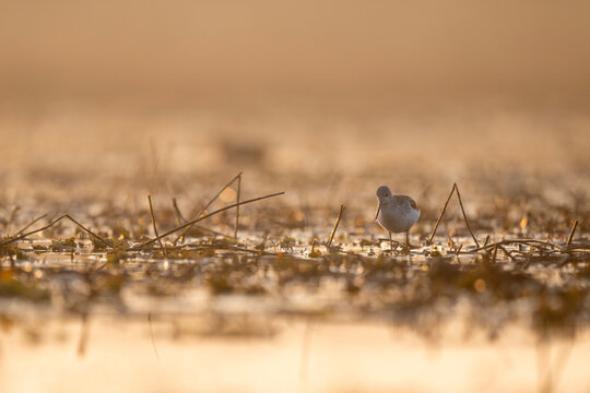Common Greenshank foraging in a golden wetland at sunset.