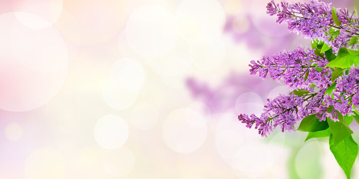 Fresh lilac blossoms with smooth defocused background for seasonal mood