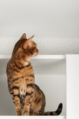 Bengal cat sitting on shelf