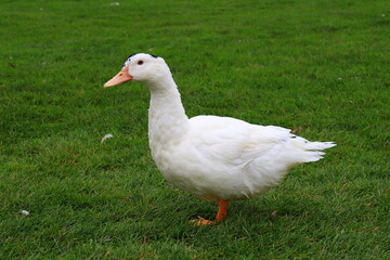 Fototapeta premium Peking white ducks walk on green lawn i