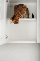 Bengal cat in cabinet