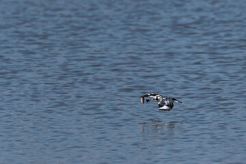 Energetic moment highlights pied kingfisher returning toward perch with fish
