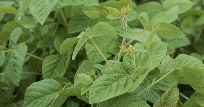 Raindrops sliding from fresh green leaves of raspberry, mint or common bean in forest. Morning dew dripping from foliage, natural freshness, wet greenery and serene early nature atmosphere.