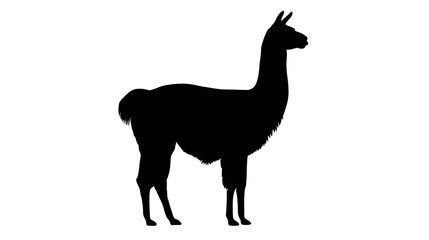 Fototapeta premium A black silhouette of a llama standing, facing left, against a white background