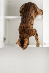 Bengal cat descending cabinet