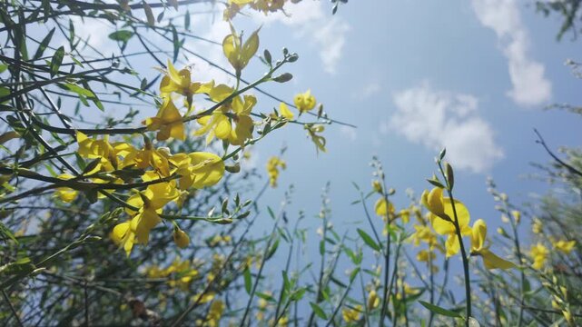 Bottom-up view of yellow flowers of Spanish broom, Spartium junceum in blue sky background in sunny day
