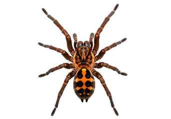 Obraz premium A spider with orange and black markings on its body isolated on transparent background