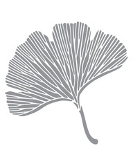 Ginkgo leaf outline