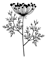 Dill Plant Vector Outline