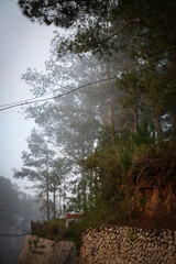 Foggy Pine Forest with Power Lines and Utility Pole