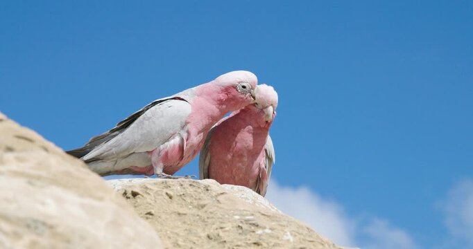 Galah Pink and Grey Cockatoo Australian Birds
