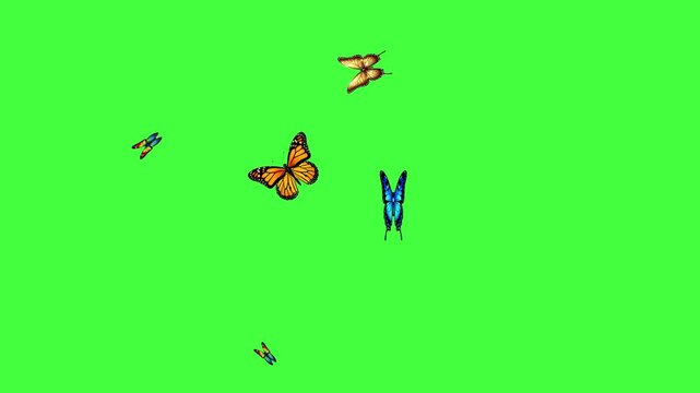A collection of colorful butterflies flying against a vibrant green screen background, perfect for chroma keying 4k video