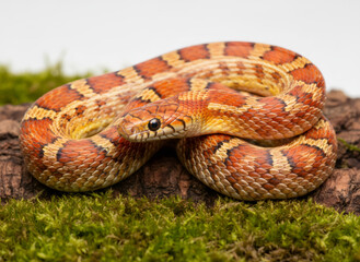 Fototapeta premium Orange corn snake coiled on moss and bark. Reptile wildlife photography for pet care, nature concepts. Exotic animal education.