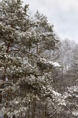 pines covered with ice and snow after frosts and snowfalls in the winter season, beautiful pine trees in the evening, evergreen pines during frosts and snowfalls