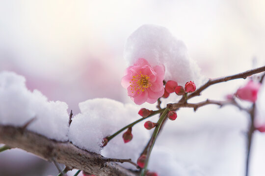 &ldquo;Close-up of Yukimochi Ume, a classic Japanese kimono pattern featuring snow-covered plum blossoms. The design expresses resilience and elegance in winter, photographed to highlight the refined textur