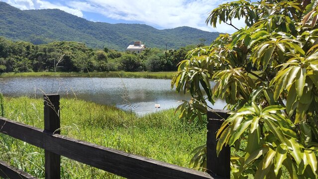 Um lago no P&acirc;ntano do Sul, em Florian&oacute;polis, Santa Catarina, Brasil.