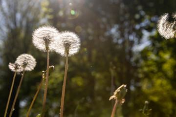 white dandelion balls in the sunlight in the park in the spring , several ripe dandelion flowers in the park in the sunlight