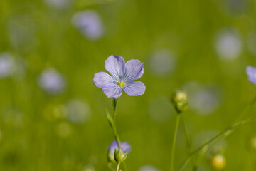 blue flax flowers in the field in the summer of the year in sunny weather, flax during flowering is covered with small, few flowers, a plant for obtaining materials for industry