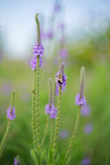 Obraz premium Hoary Vervain (Verbena stricta) with bumblebee